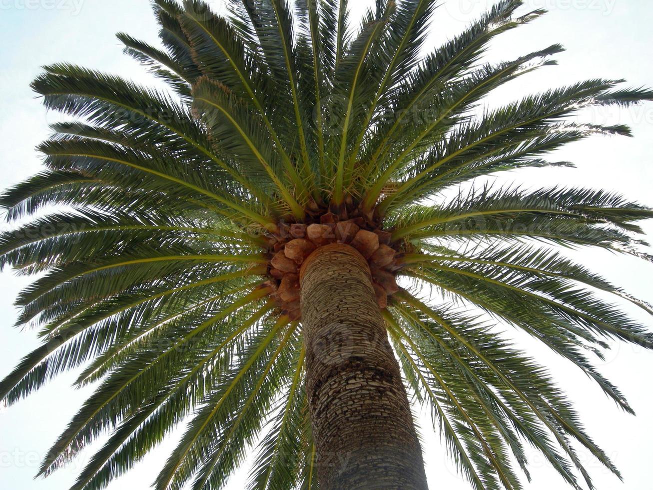 detalhe de um topo de palmeira tropical foto