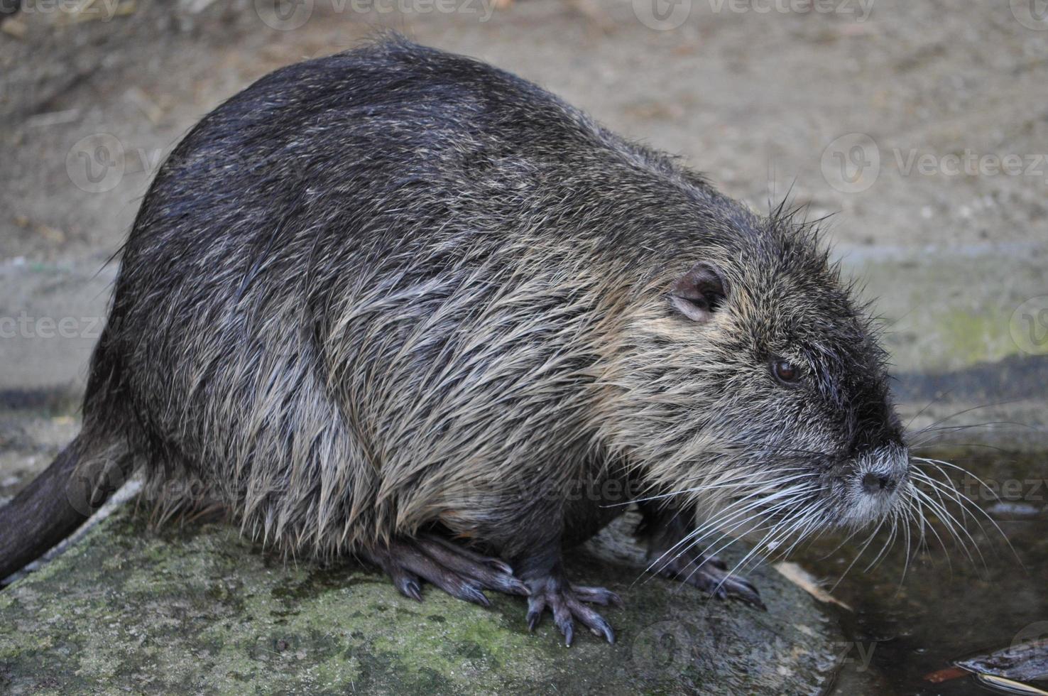 coypu aka nutria mamífero animal foto