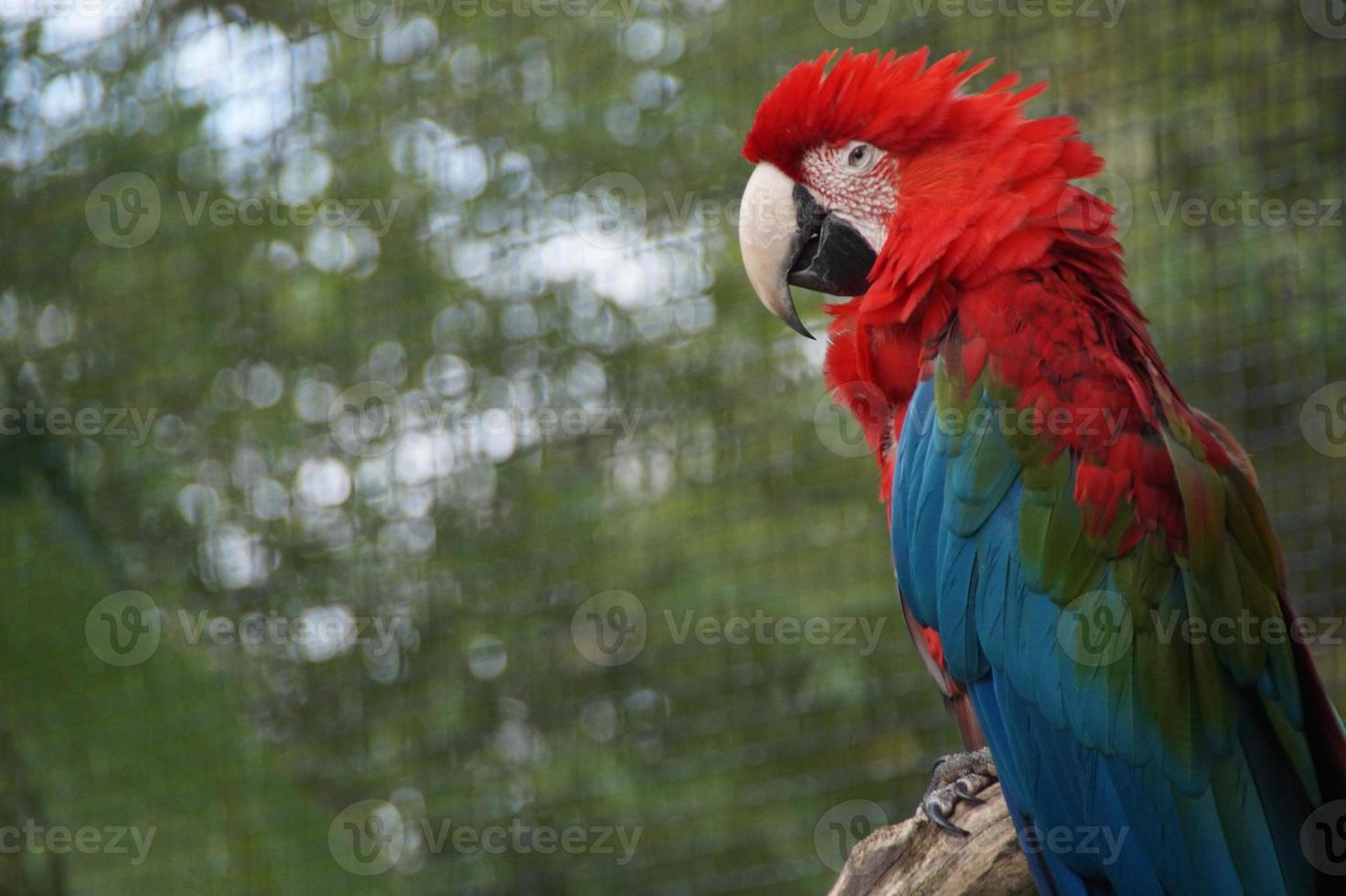 papagaio vermelho foto