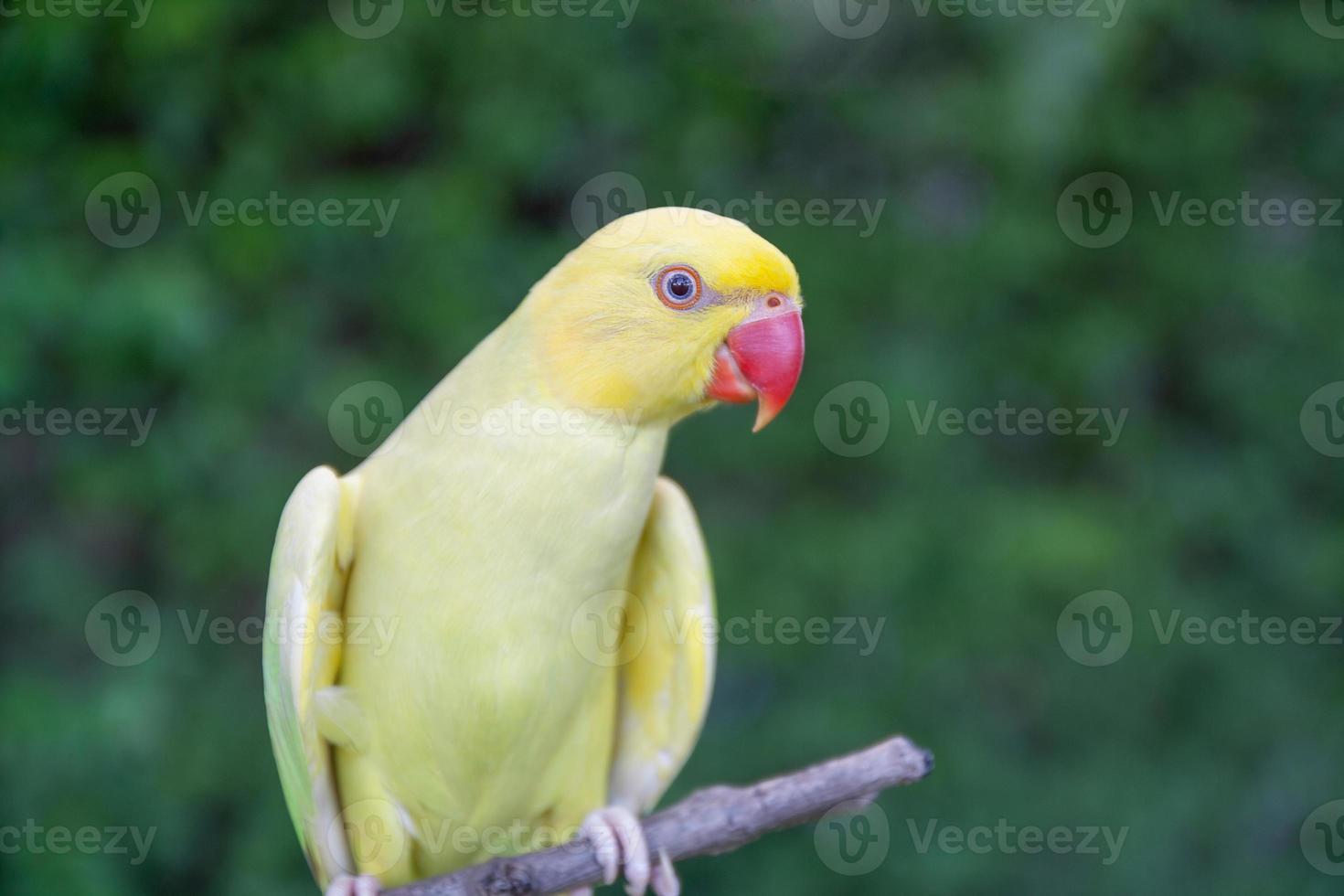 pássaro papagaio sentado no poleiro foto