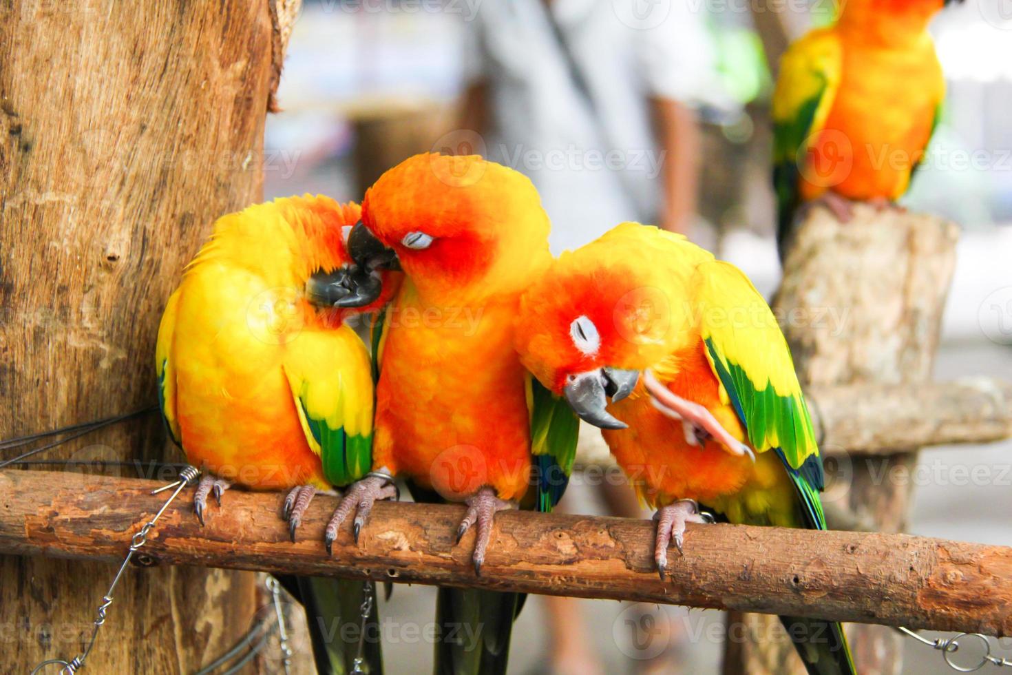 papagaio sunconure foto