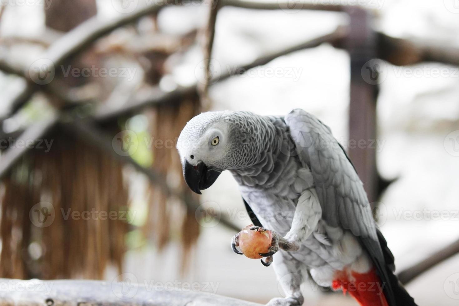 papagaio cinza africano foto