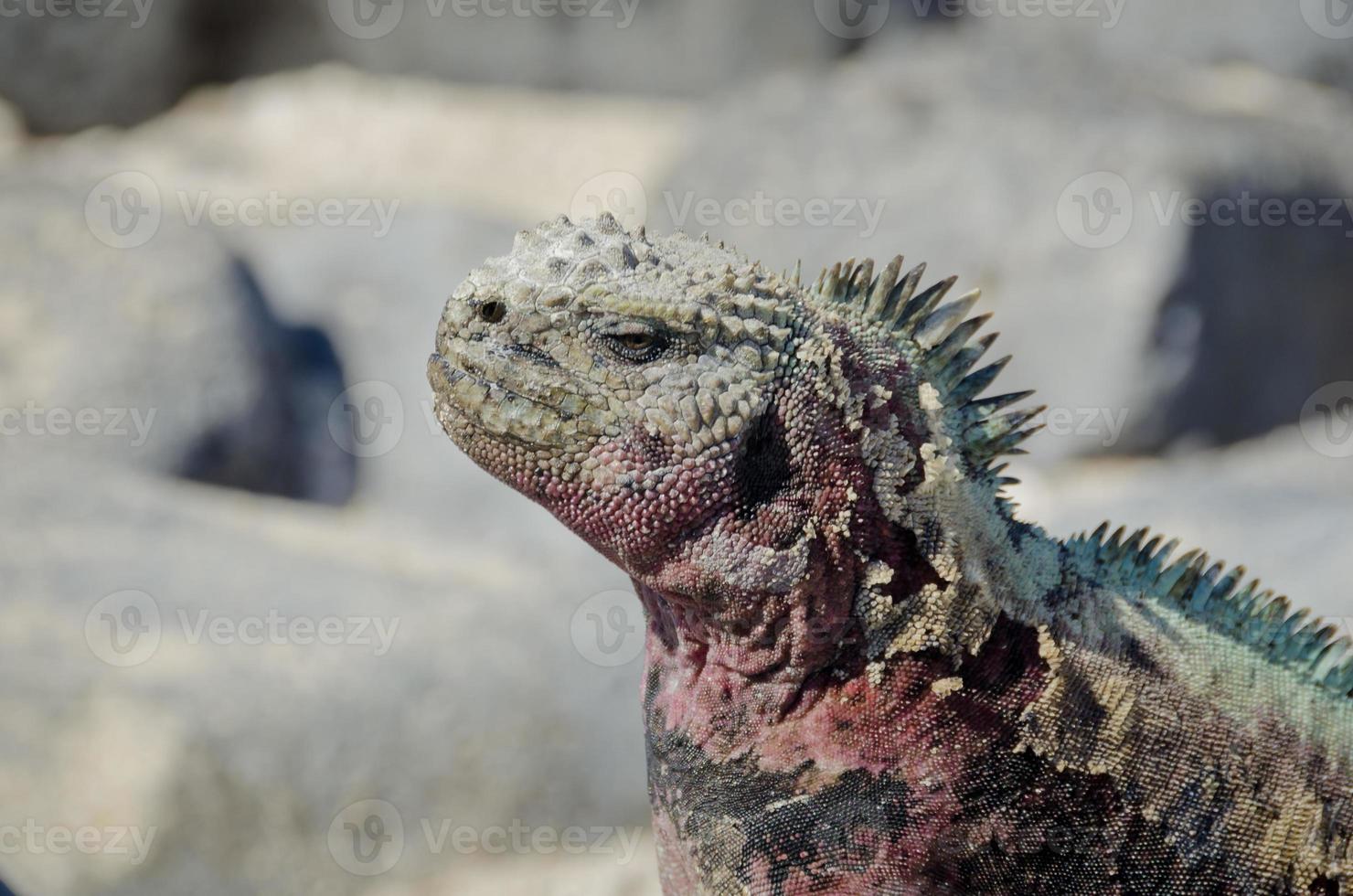 iguana marinha de galápagos foto