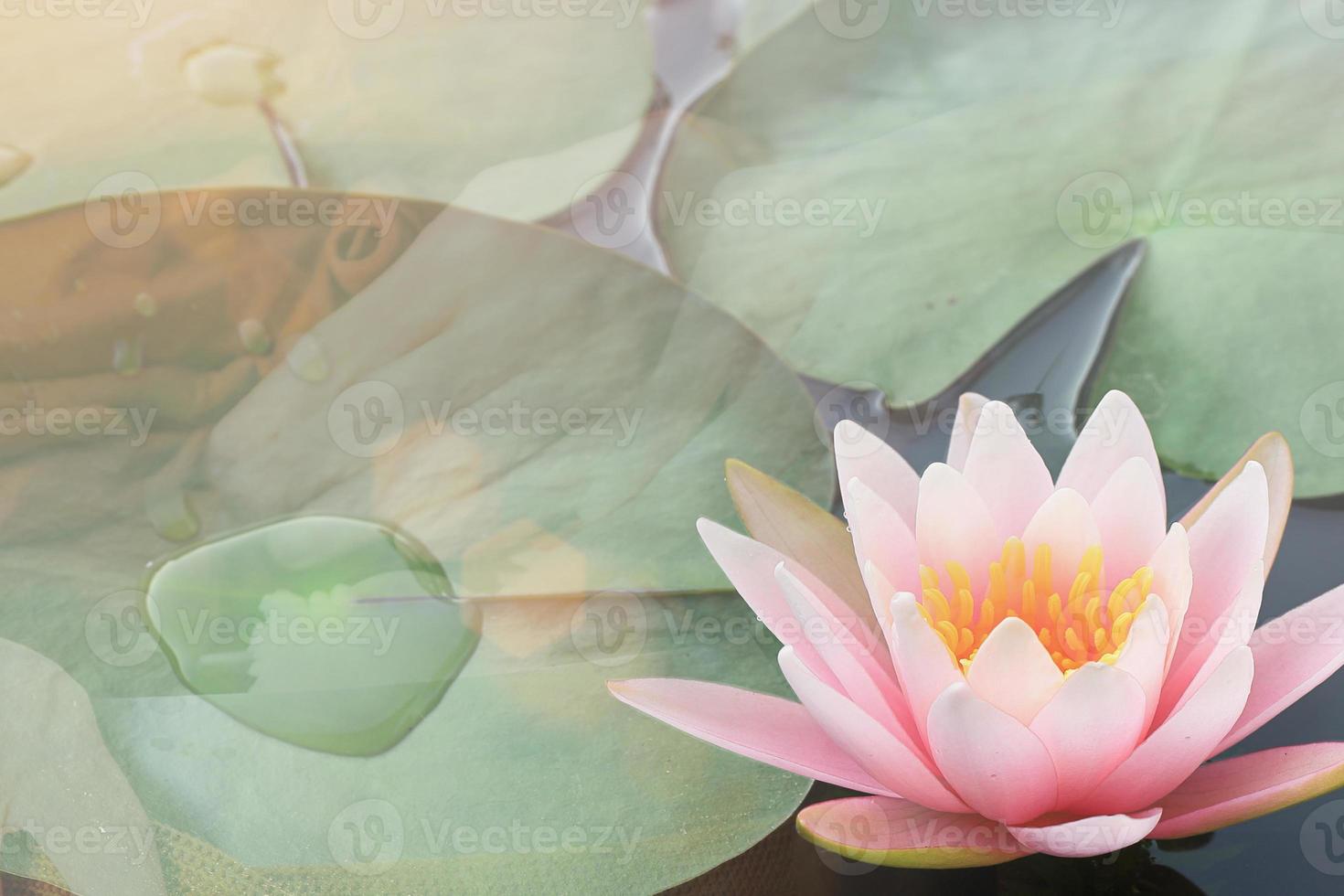 conceito religioso. feliz dia de vesak - makha bucha. linda flor de água de lírio rosa mostra o pólen e a pétala flutuando na água com a mão borrada dar esmolas a um monge budista foto