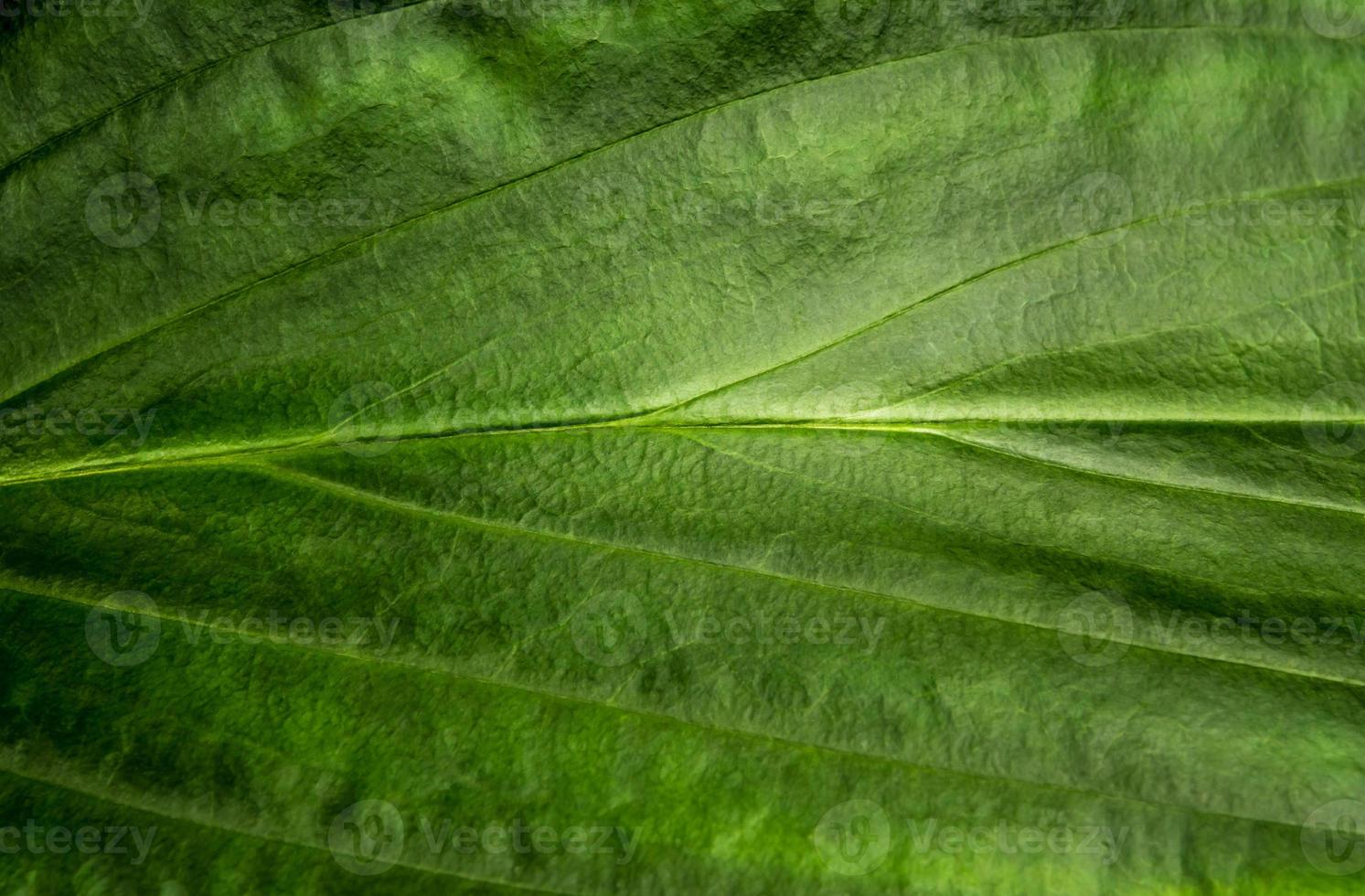 superfície de folhas tropicais de frescura como fundo de floresta abundante foto