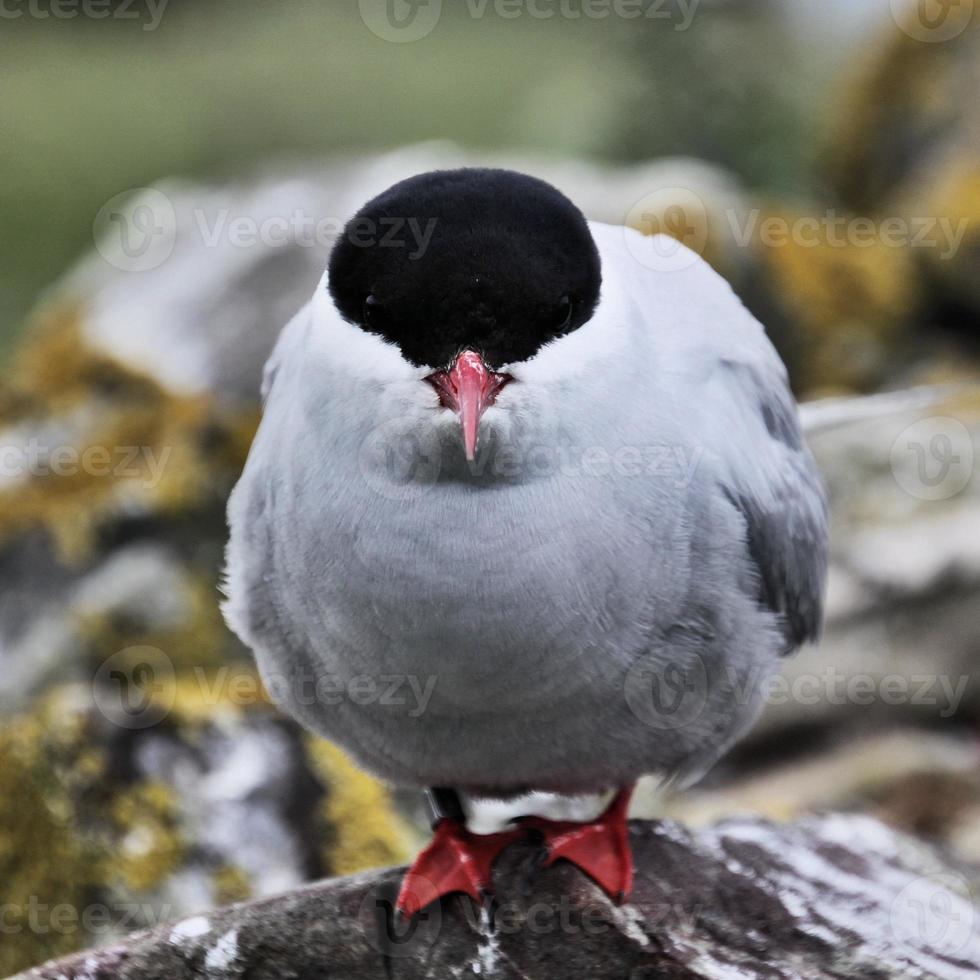 um close-up de uma andorinha-do-mar do ártico nas ilhas farne foto