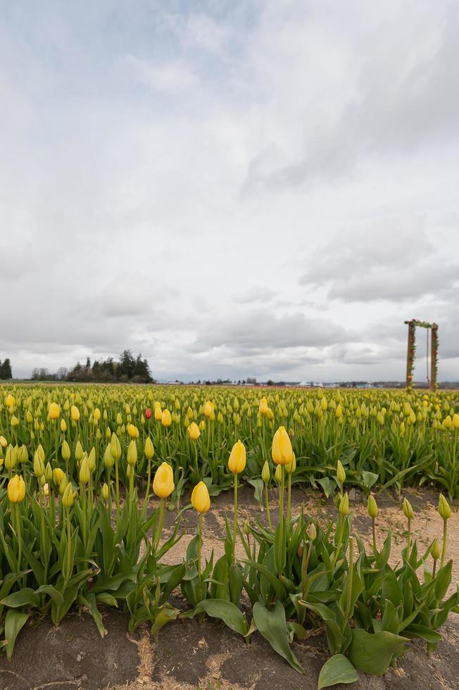 tulipas florescendo em um campo no início da primavera em um dia nublado foto