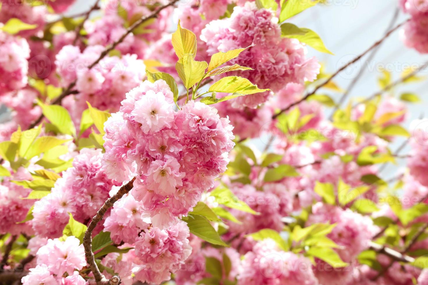 lindas flores de cerejeira de flores de primavera, flor de sakura com fundo de bela natureza foto