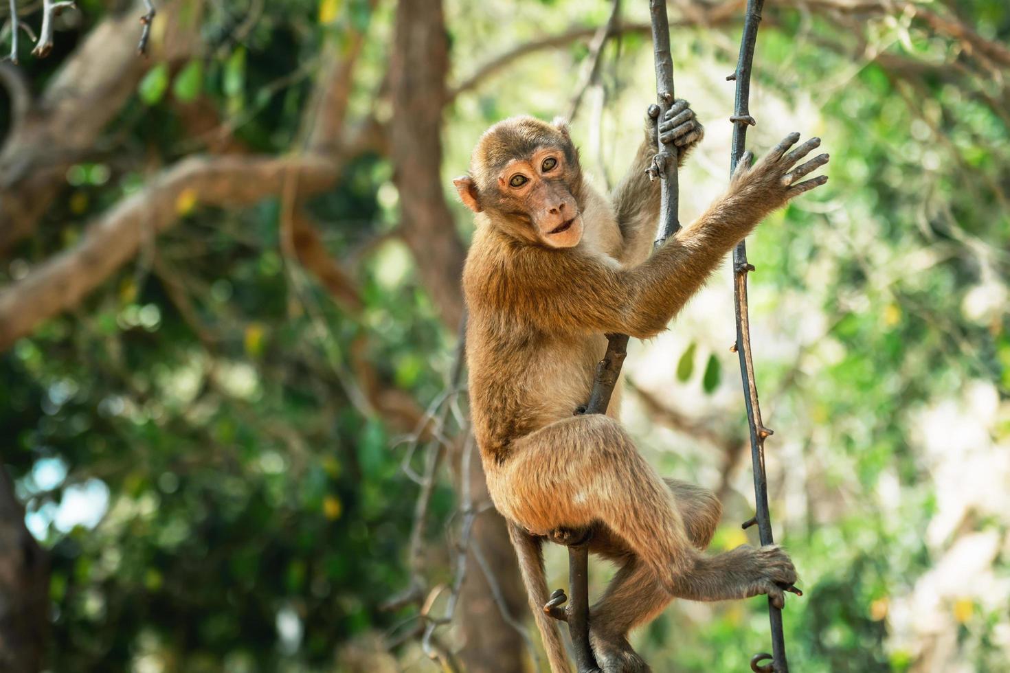 macaco sentado no galho na floresta foto