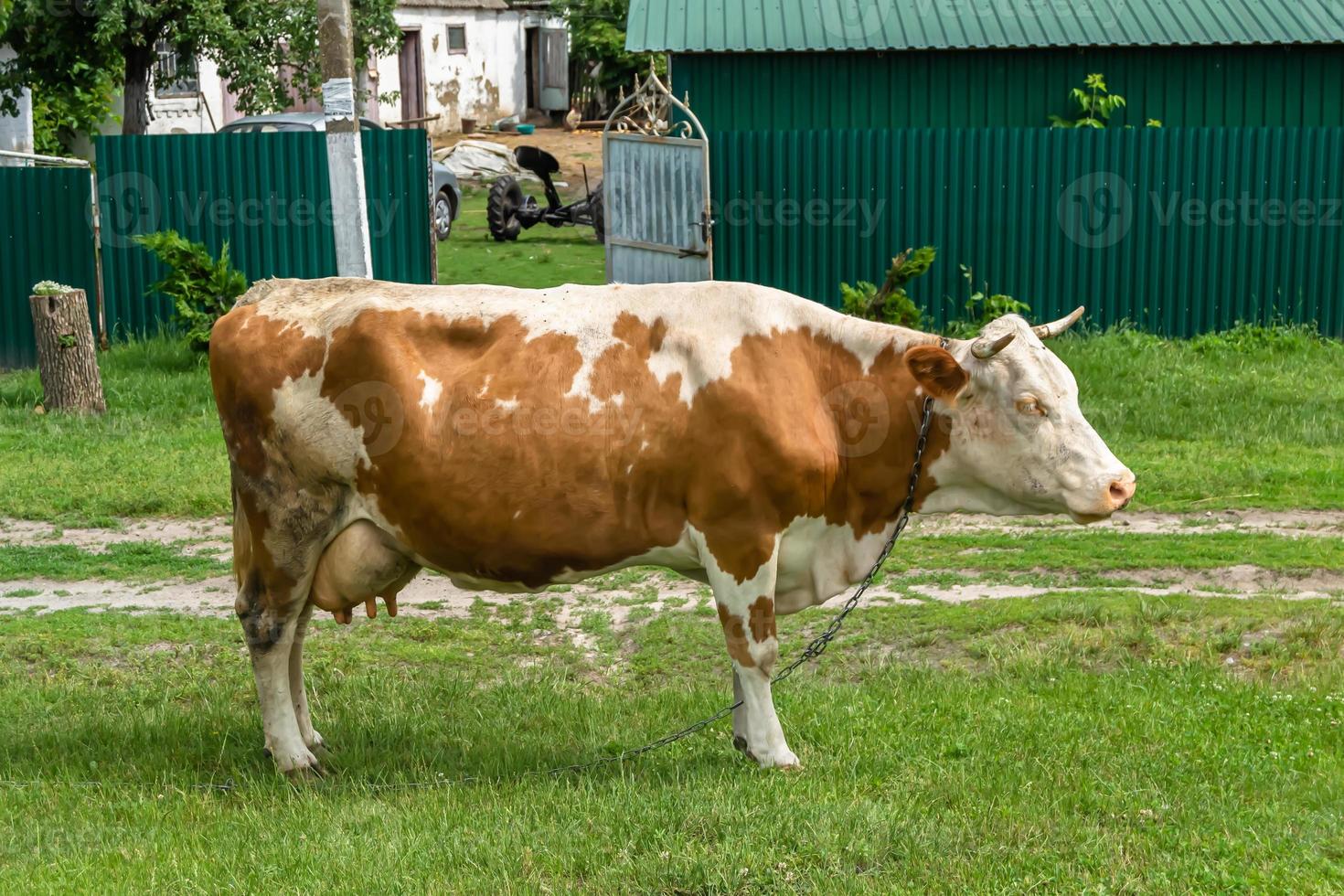 fotografia sobre o tema bela vaca leiteira grande foto