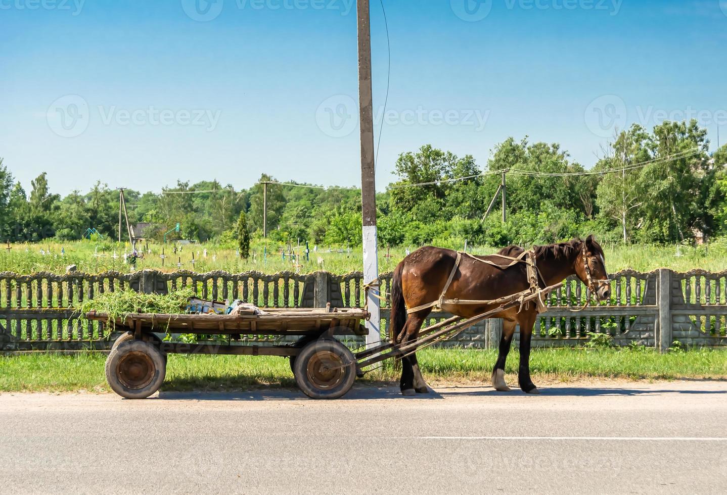 lindo garanhão de cavalo selvagem marrom no prado de flores de verão foto