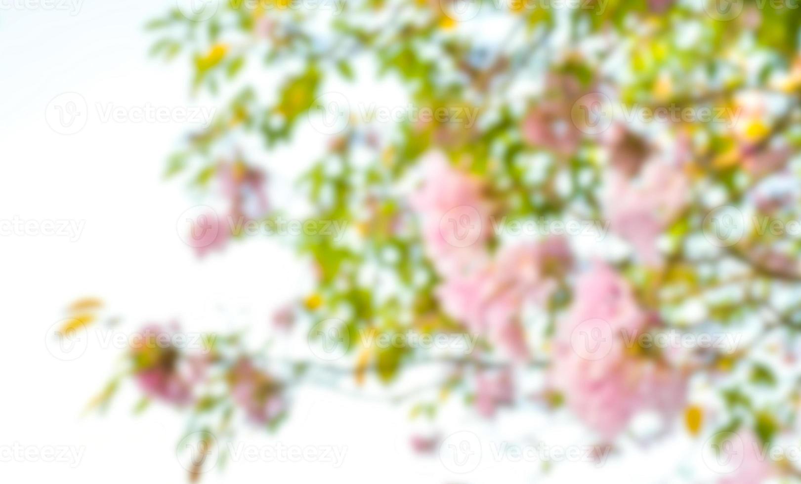 rosa borrão macio vassoura flor e cartão amor doce foto