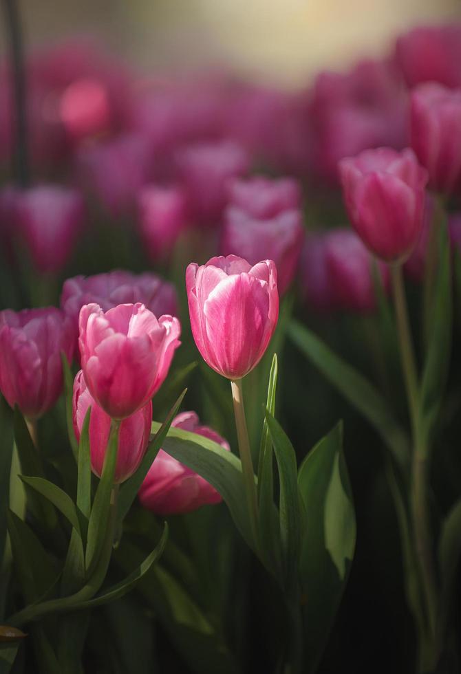 tulipas cor de rosa em tons escuros fecham flores frescas da primavera no jardim com luz solar suave para cartazes florais verticais, papel de parede ou cartões de férias. foto