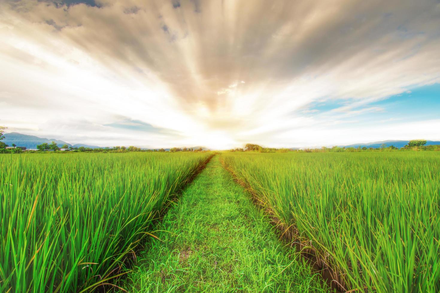 campo de arroz e fundo do céu ao pôr do sol com luz solar e nuvens nubladas foto