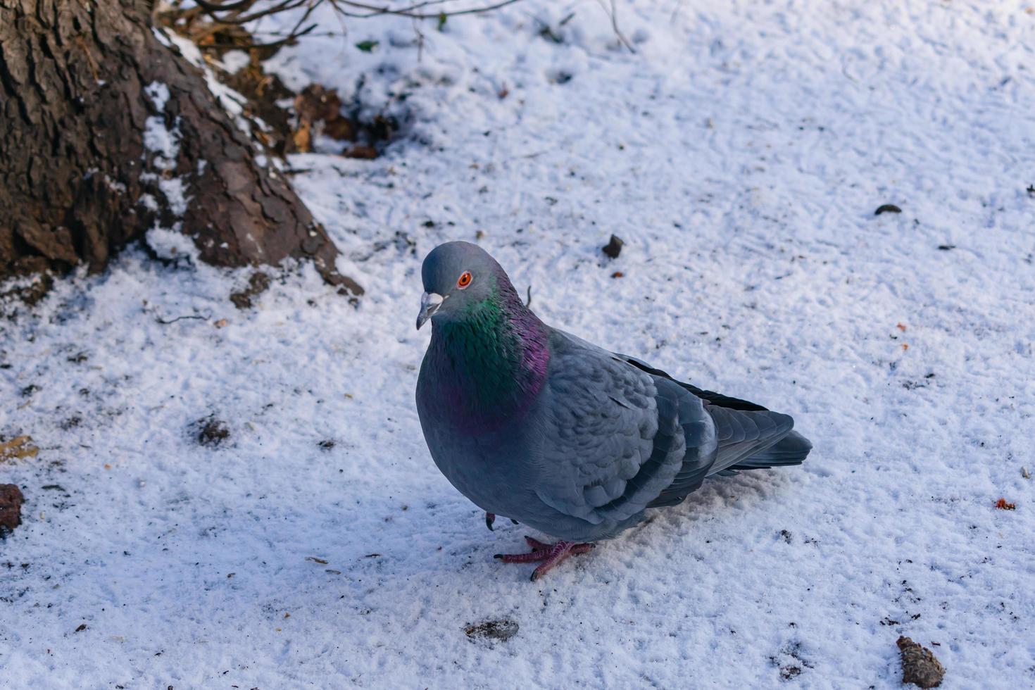 um jovem pombo cinza caminha na neve no inverno em busca de comida foto