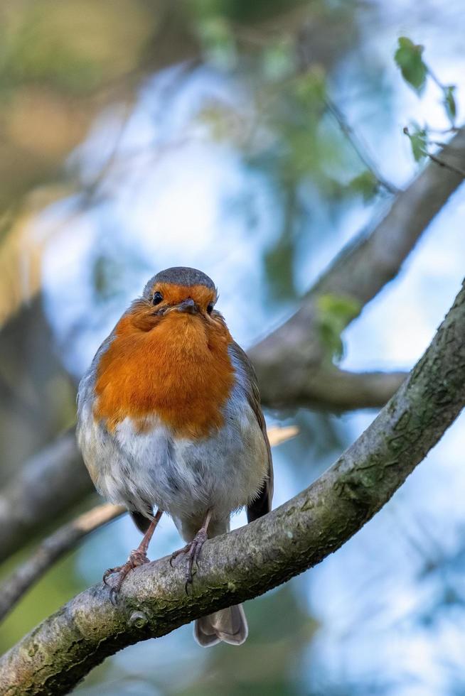 Robin olhando alerta em uma árvore em um dia de primavera foto