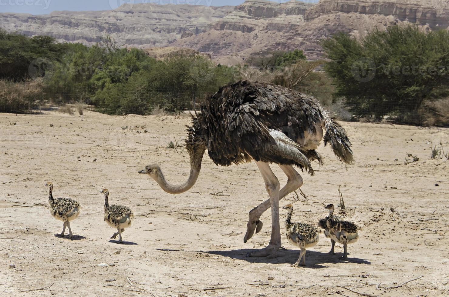 fêmea de avestruz africana com seus filhotes jovens foto