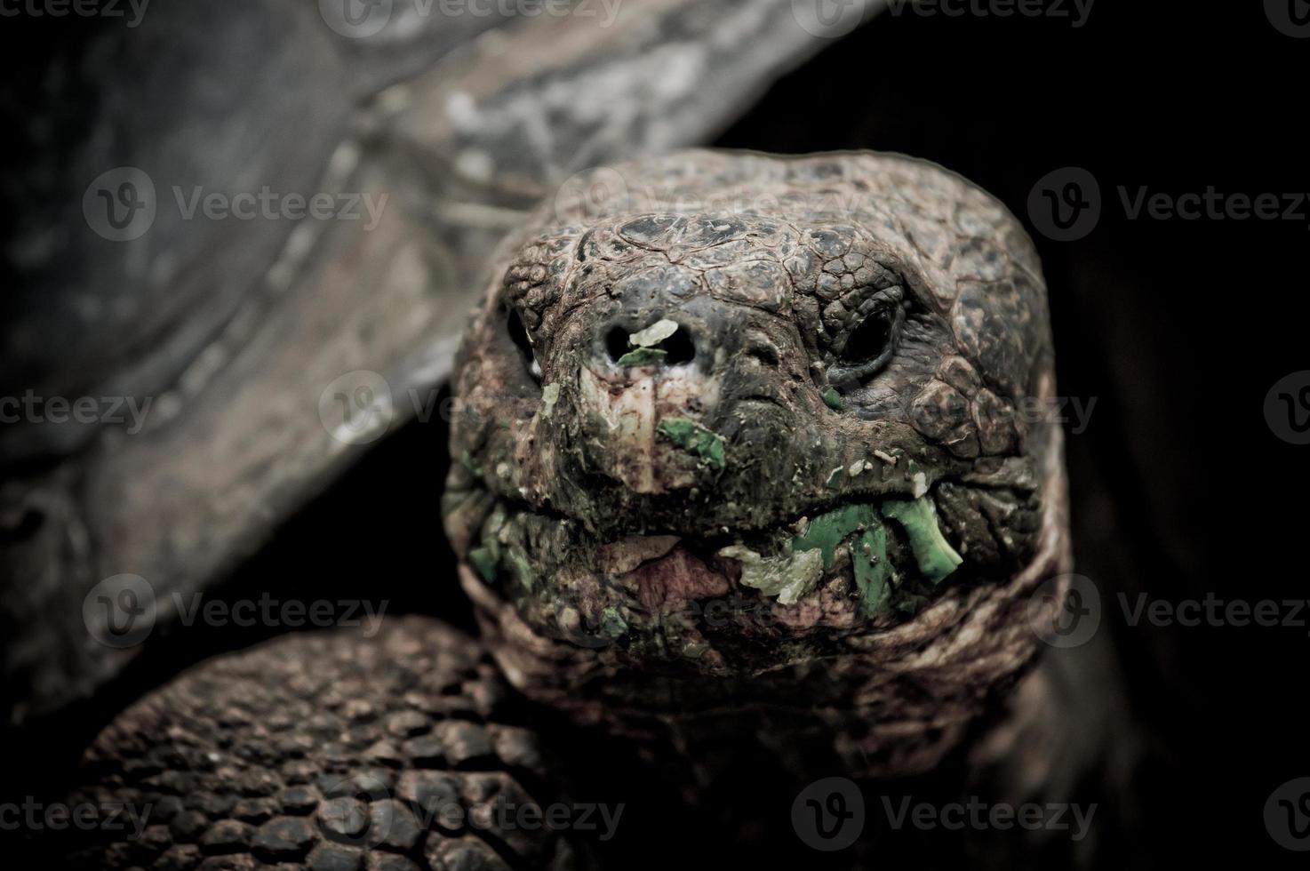 tartaruga de Galápagos na ilha de floreana foto