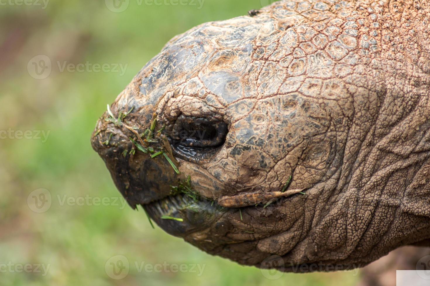 cabeza de tortuga gigante foto