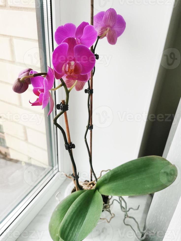 flores cor de rosa e folhas verdes de orquídea phalaenopsis em um vaso de  flores no