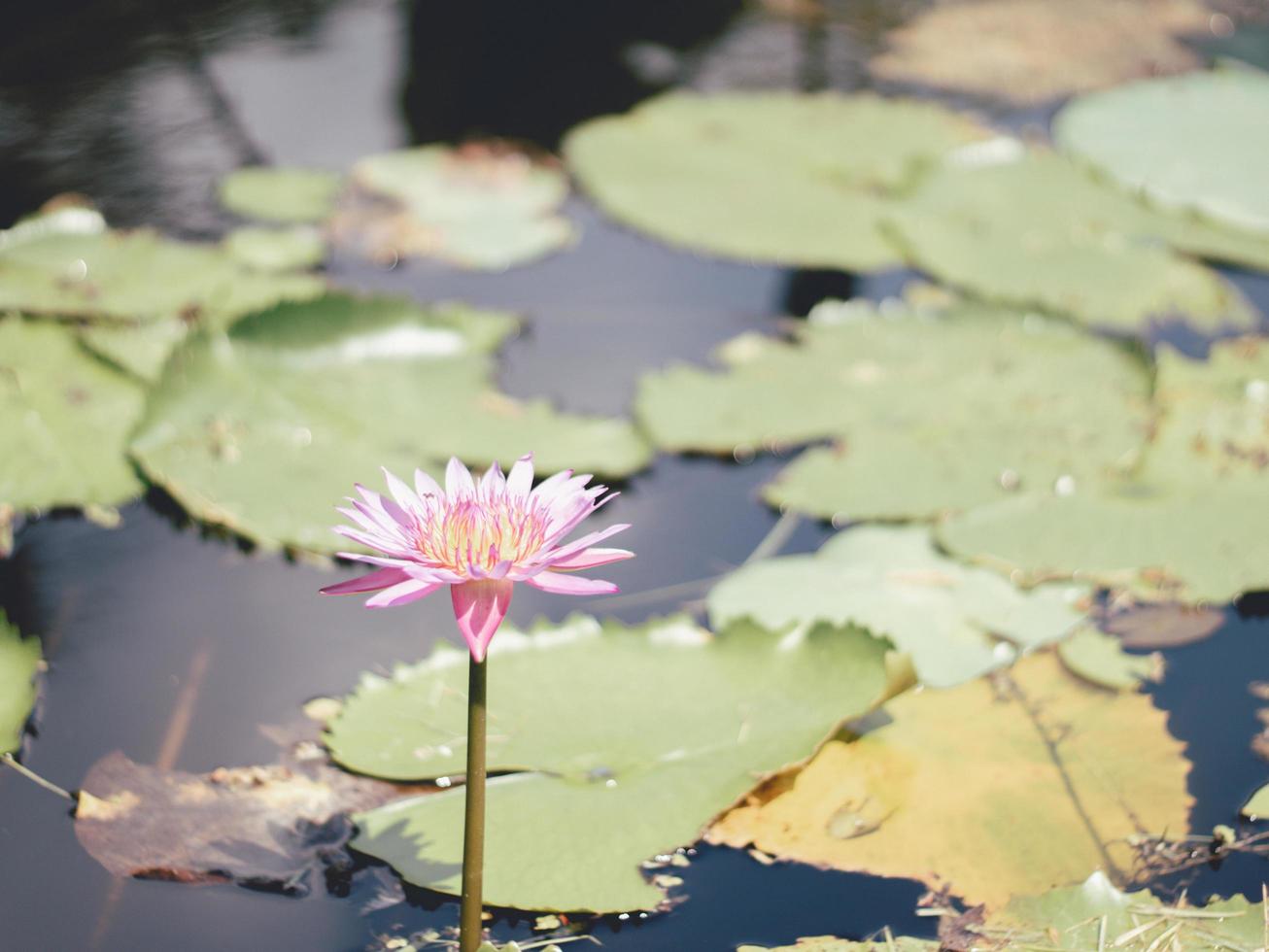 bela folha de lótus perto da lagoa, fundo natural puro, lótus vermelho, flor de lótus na superfície da água. foto