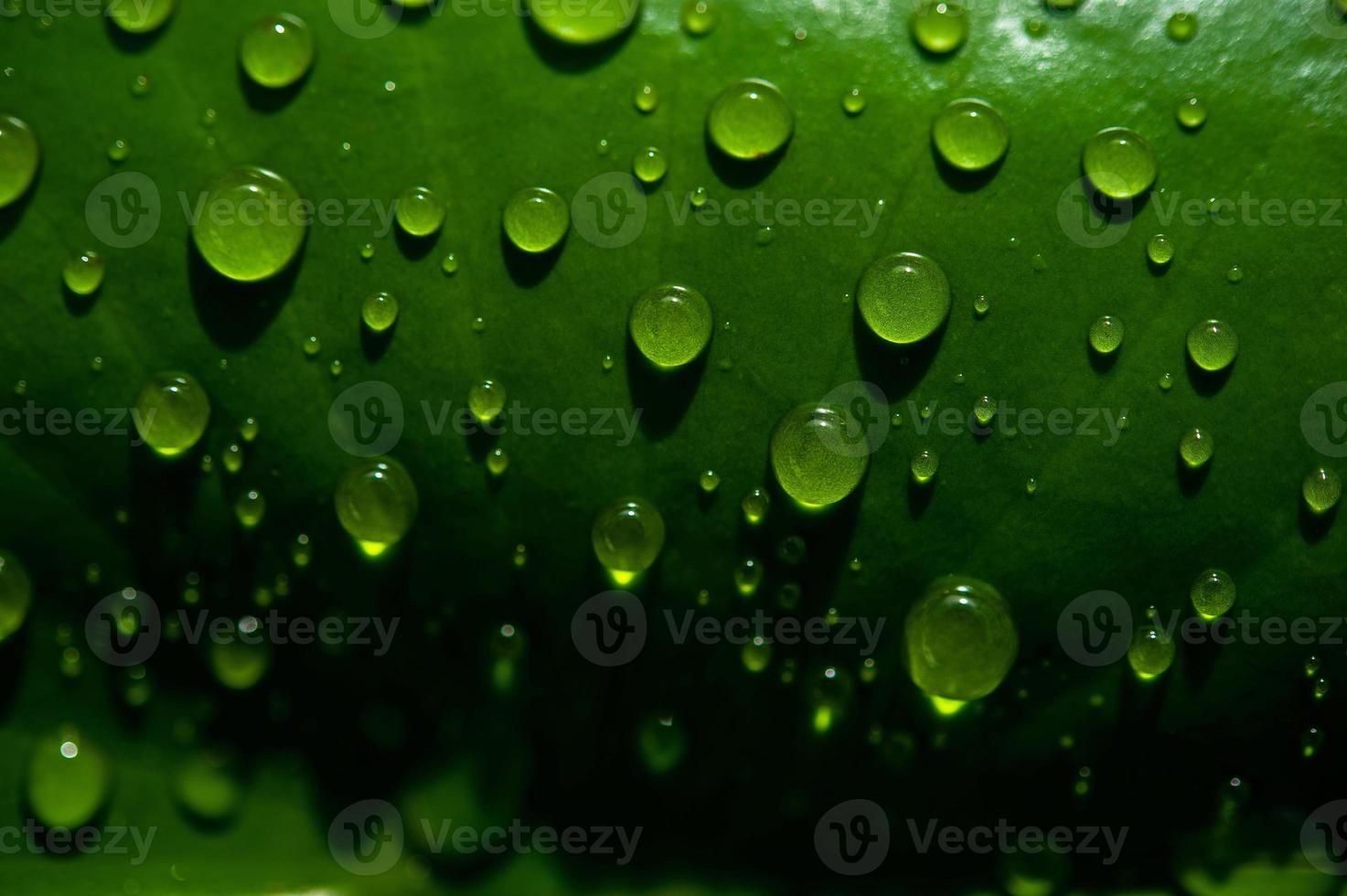 as gotas de orvalho nas folhas não são verdes foto