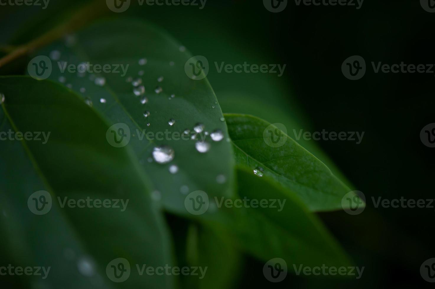 folhas de orvalho, gotas de chuva que seguram as folhas verdes após a chuva foto