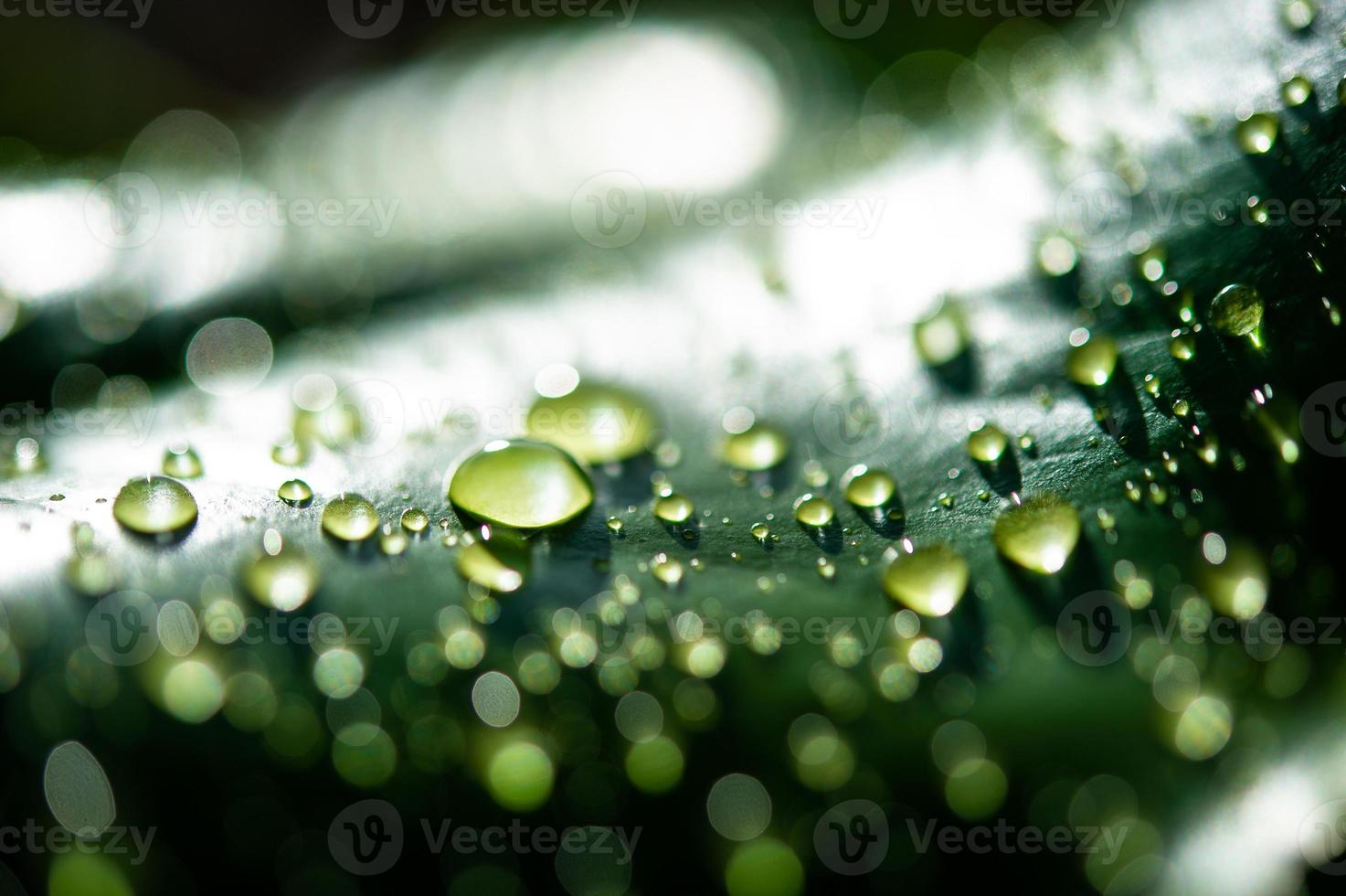 as gotas de orvalho nas folhas não são verdes foto