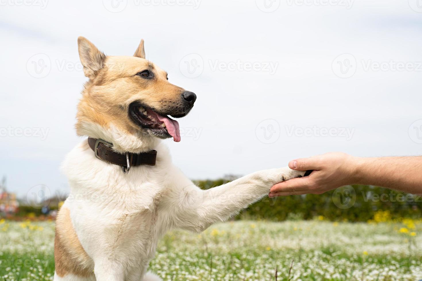 homem feliz brinca com cão pastor de raça mista na grama verde foto