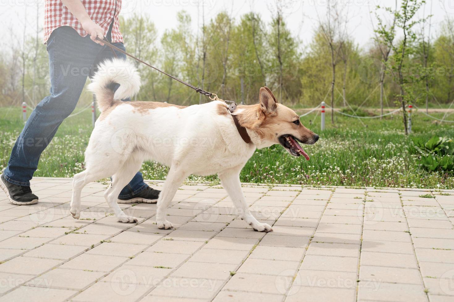 foto de perfil de um jovem andando com seu cachorro em um parque em um dia ensolarado de primavera