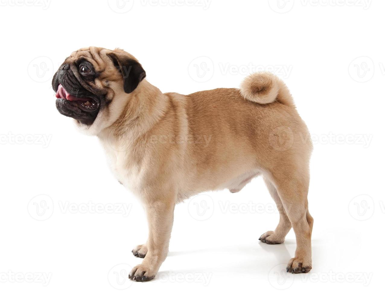 cão pug isolado em um fundo branco foto