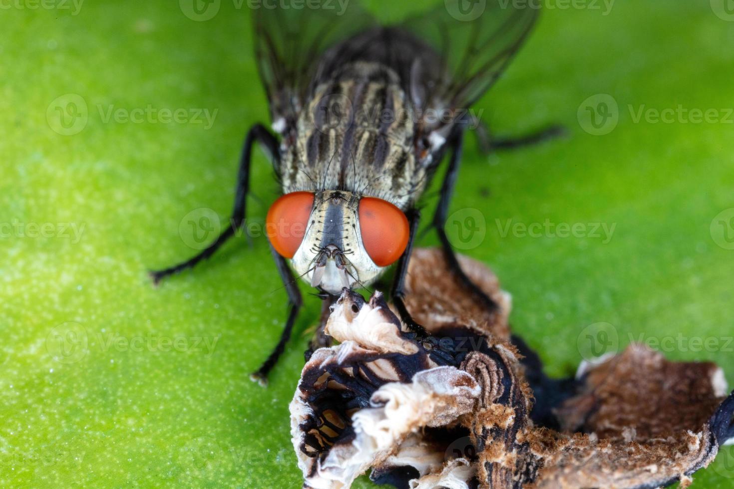 feche a mosca na folha verde. foto