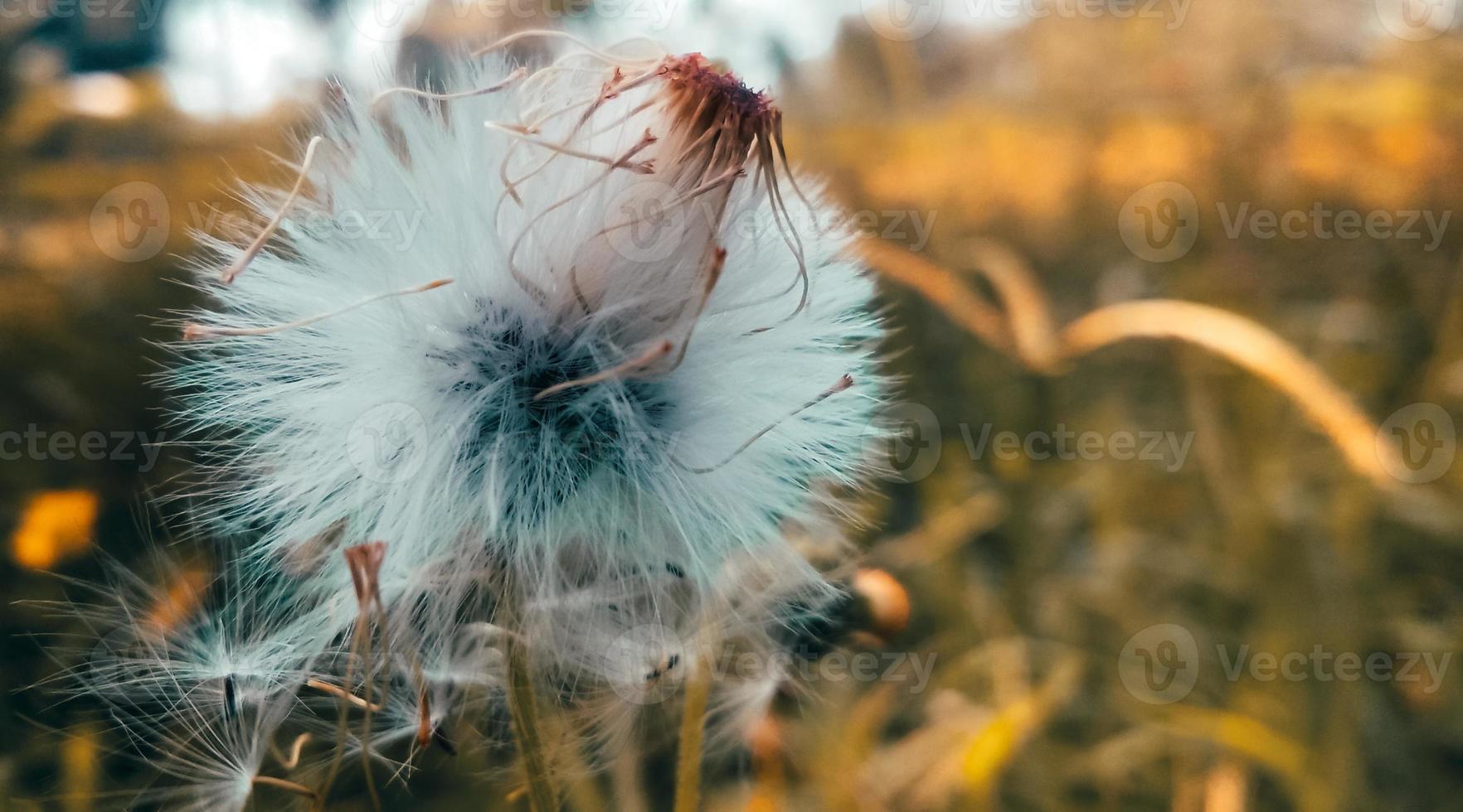 estética de fundo de flores foto