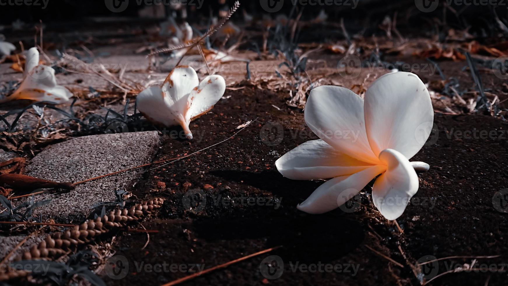 estética de fundo de flores foto