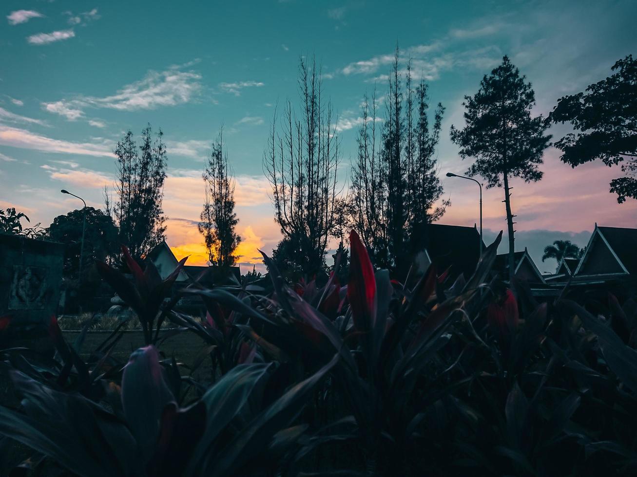 pôr do sol no jardim com plantas foto