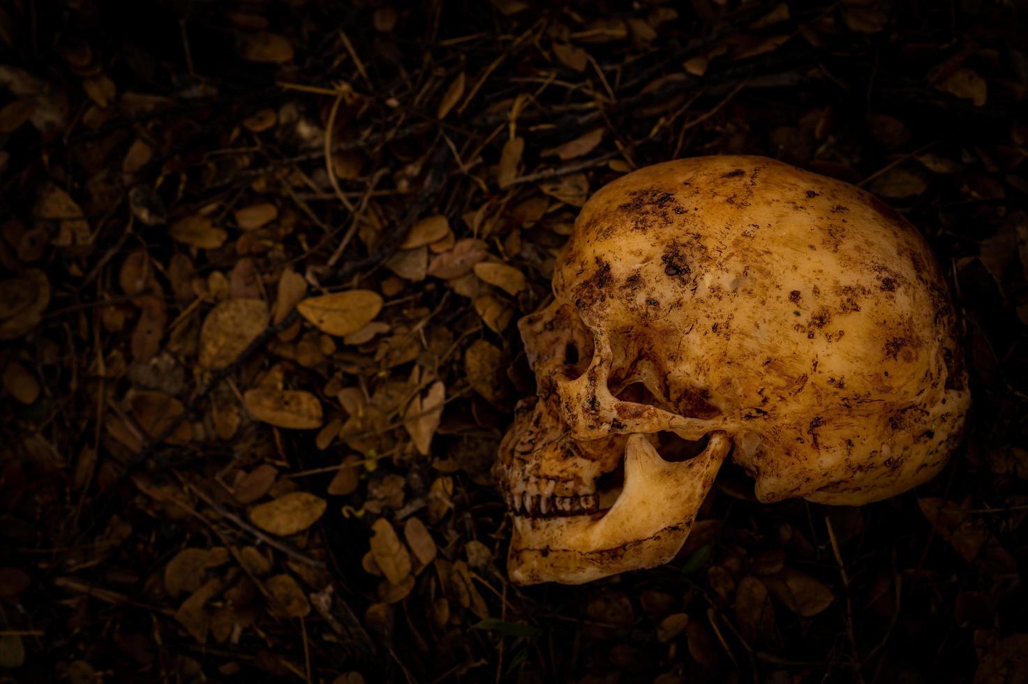 ainda vida do crânio humano que morreu por muito tempo foi enterrado no chão foto