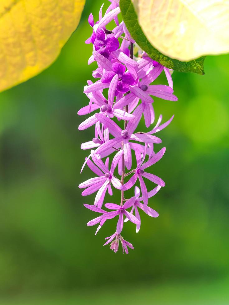 um buquê petrea volubilis de lindas coroas em um fundo verde desfocado foto