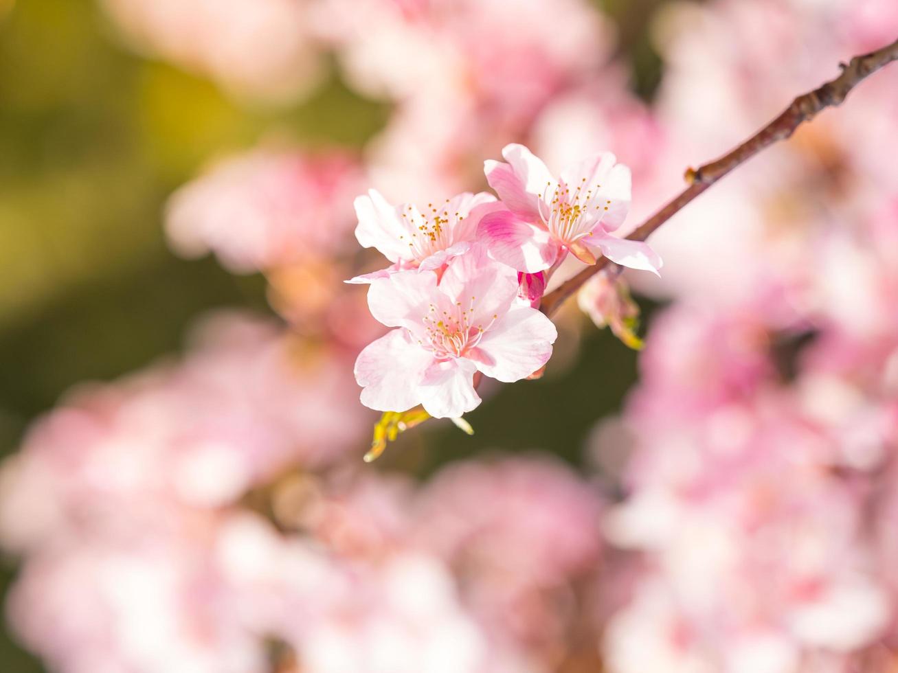 padrão e textura de sakura suave em desfoque de fundo foto