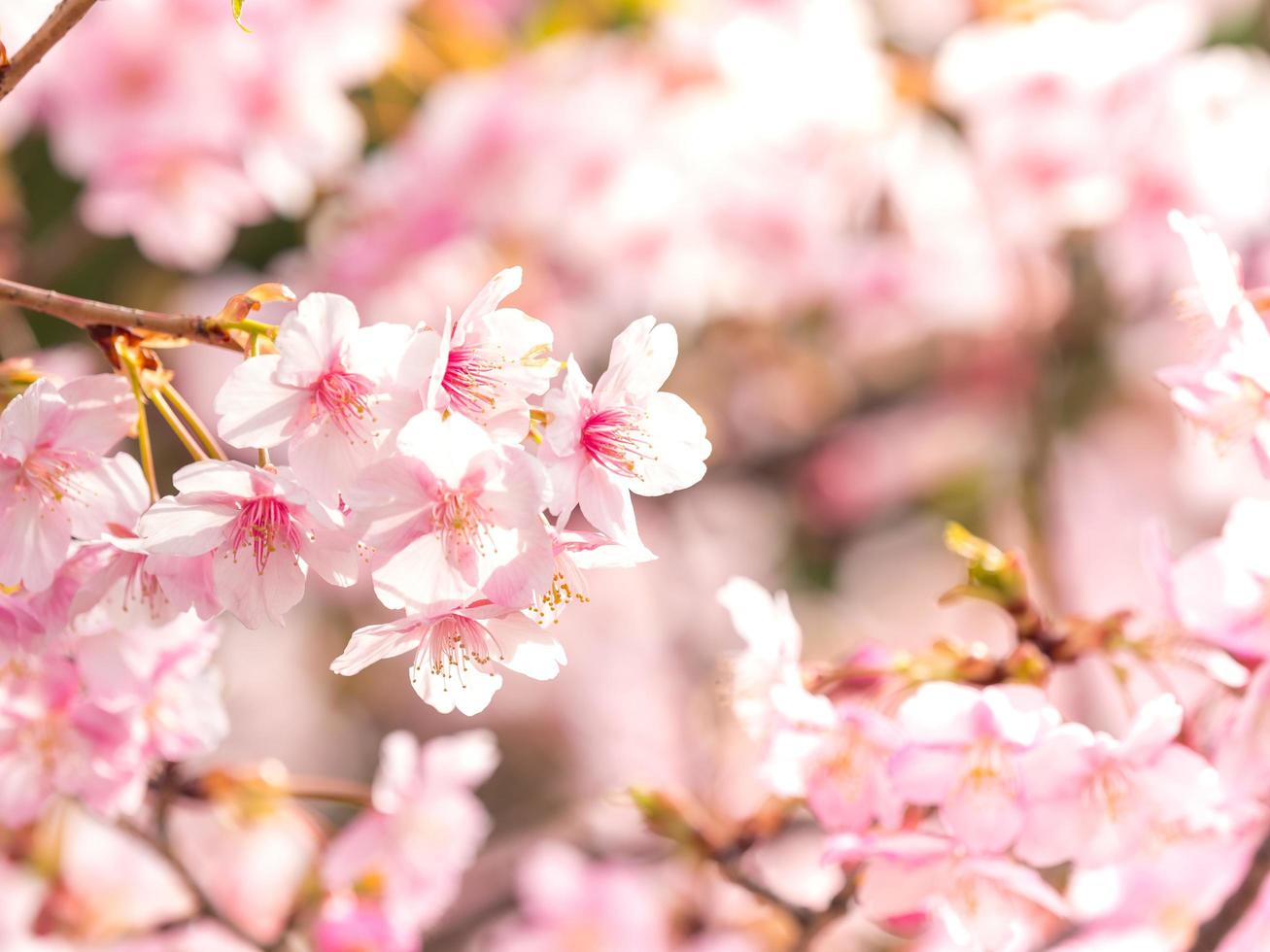 padrão e textura de sakura suave em desfoque de fundo foto