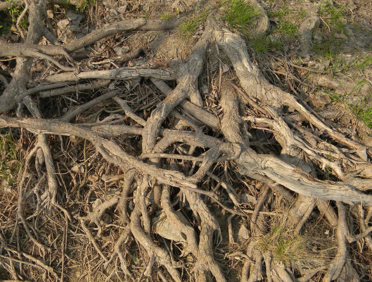 as raízes de uma velha árvore acima da superfície da terra. foto