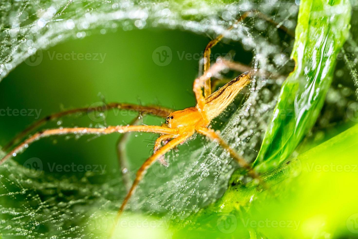 aranha e teia de aranha na folha verde na floresta foto