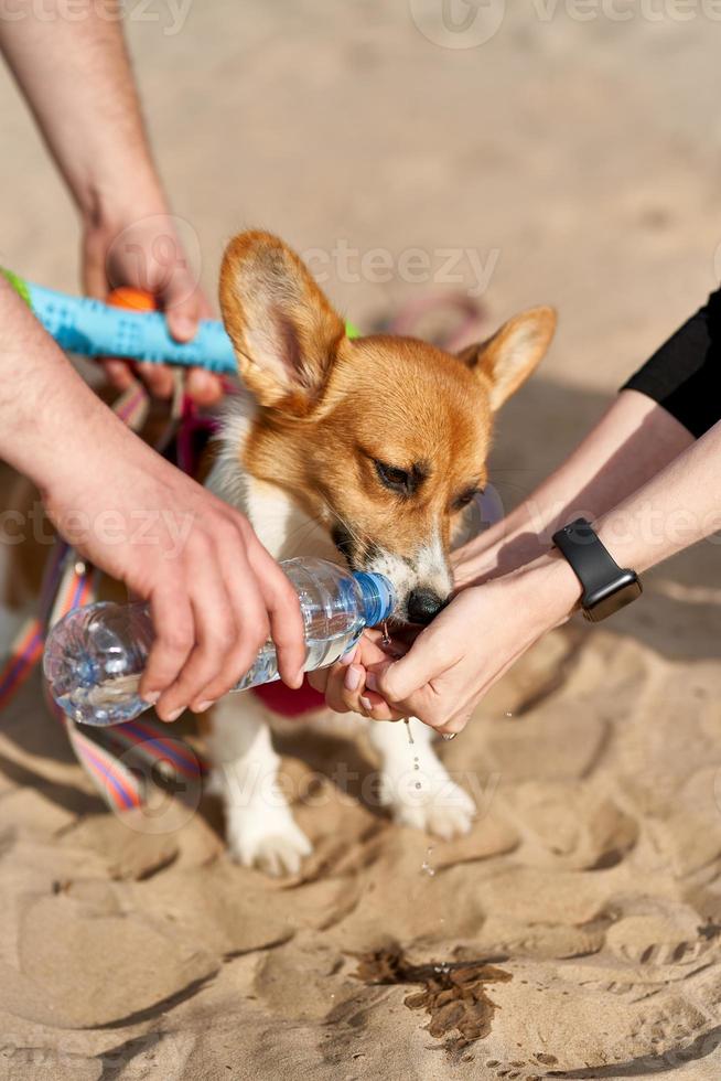 cachorro bebe avidamente água, dono derrama líquido da garrafa na palma da mão. cuidar dos animais foto