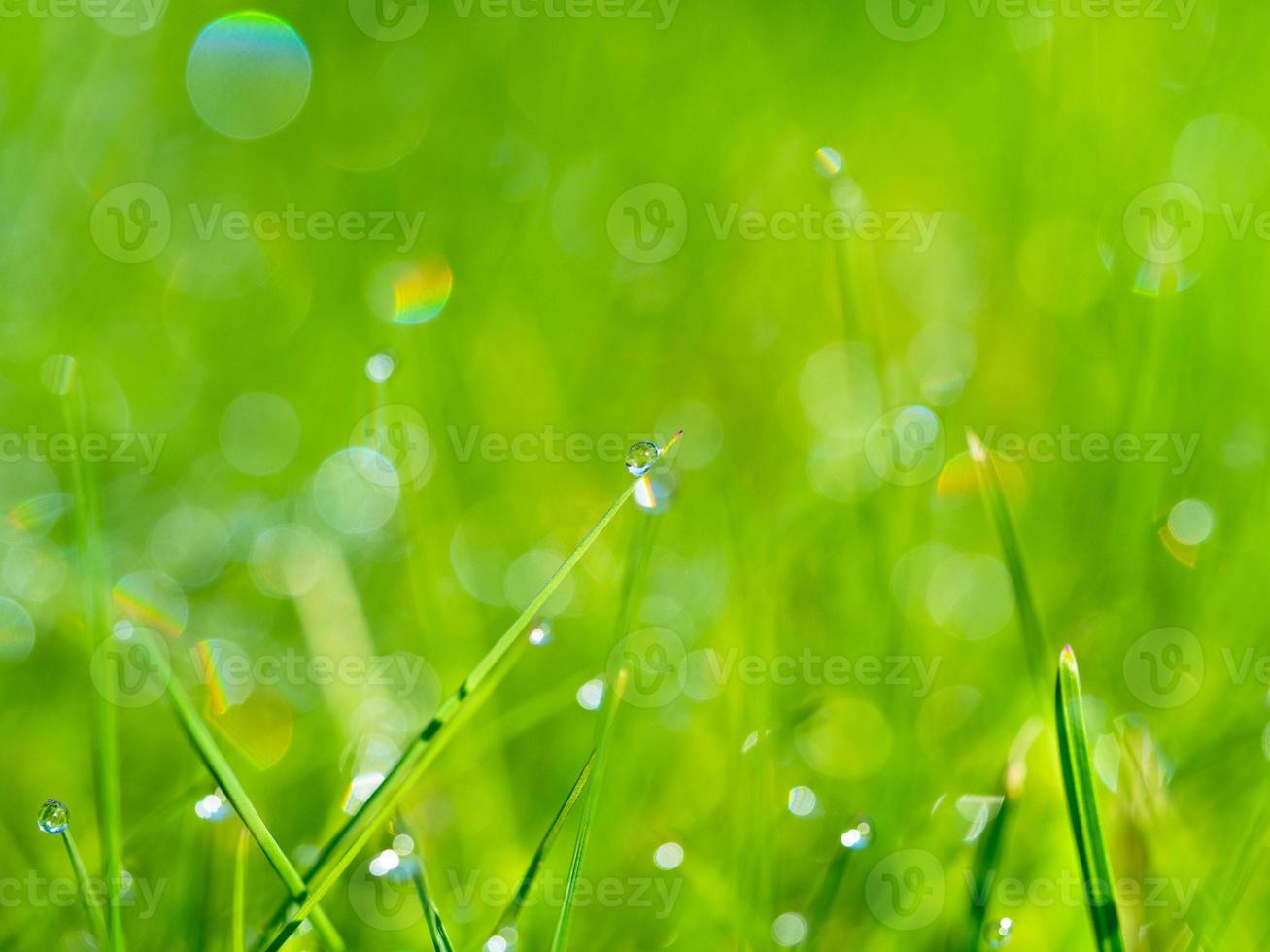 grama do prado com gotas de orvalho no sol, fundo desfocado. foto