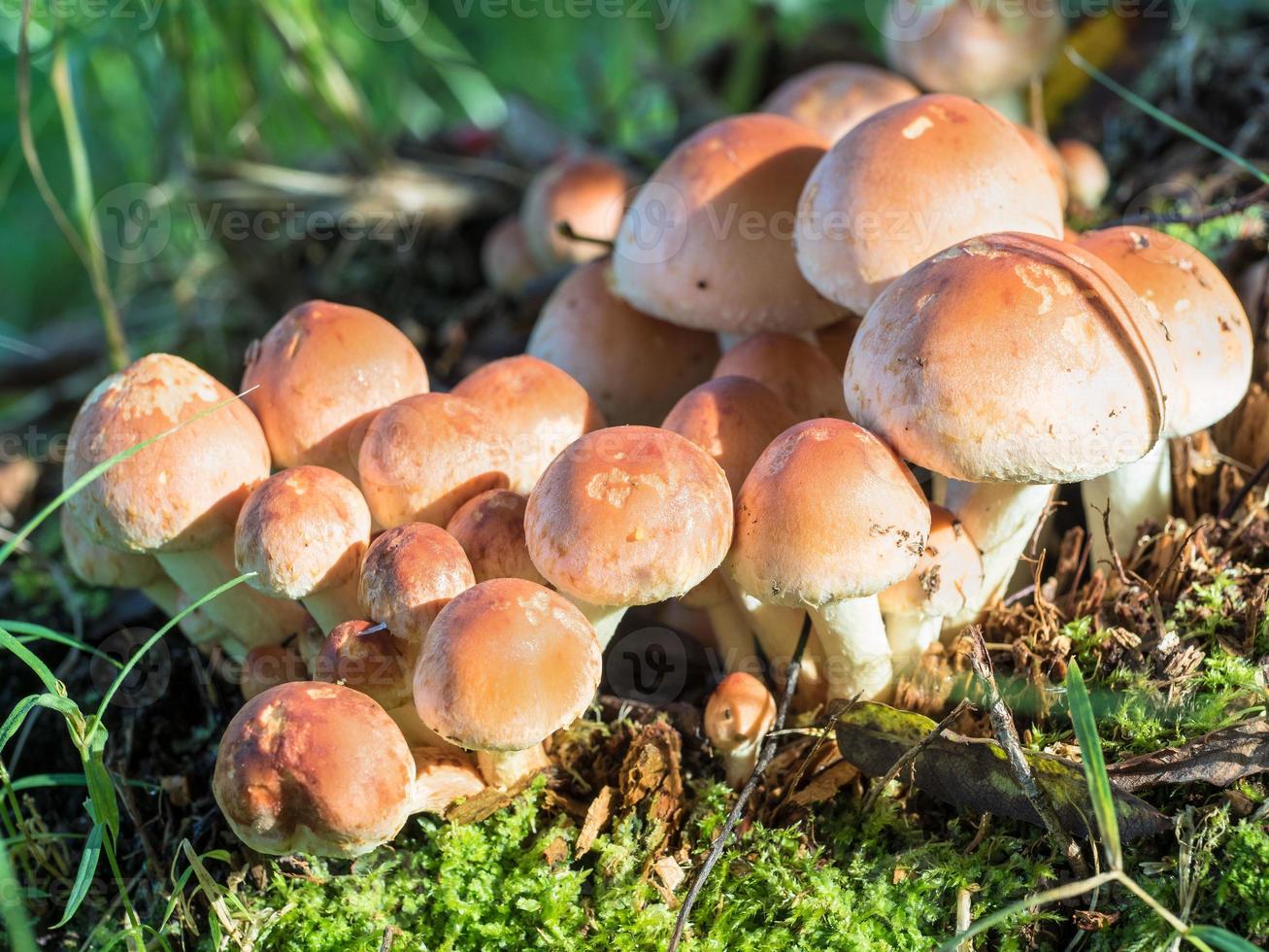 grupo de cogumelos da floresta foto