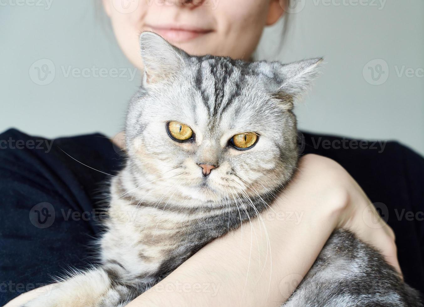 gato malhado bonito nos braços da mulher irreconhecível, amizade entre humanos e animais de estimação foto