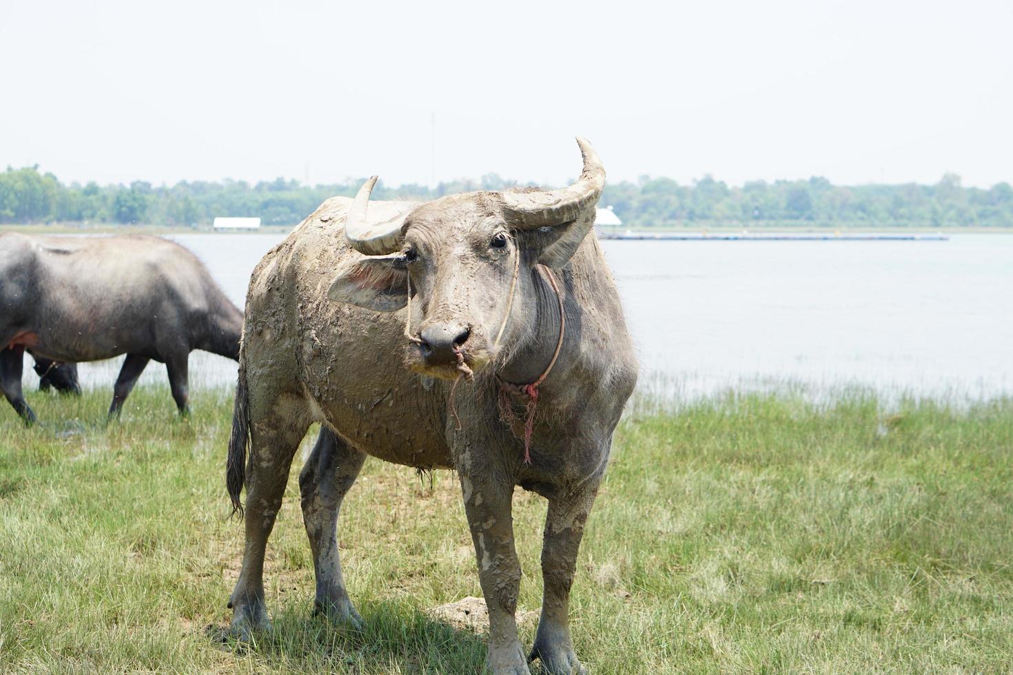 búfalo tailandês caminha para comer grama em um campo amplo. foto