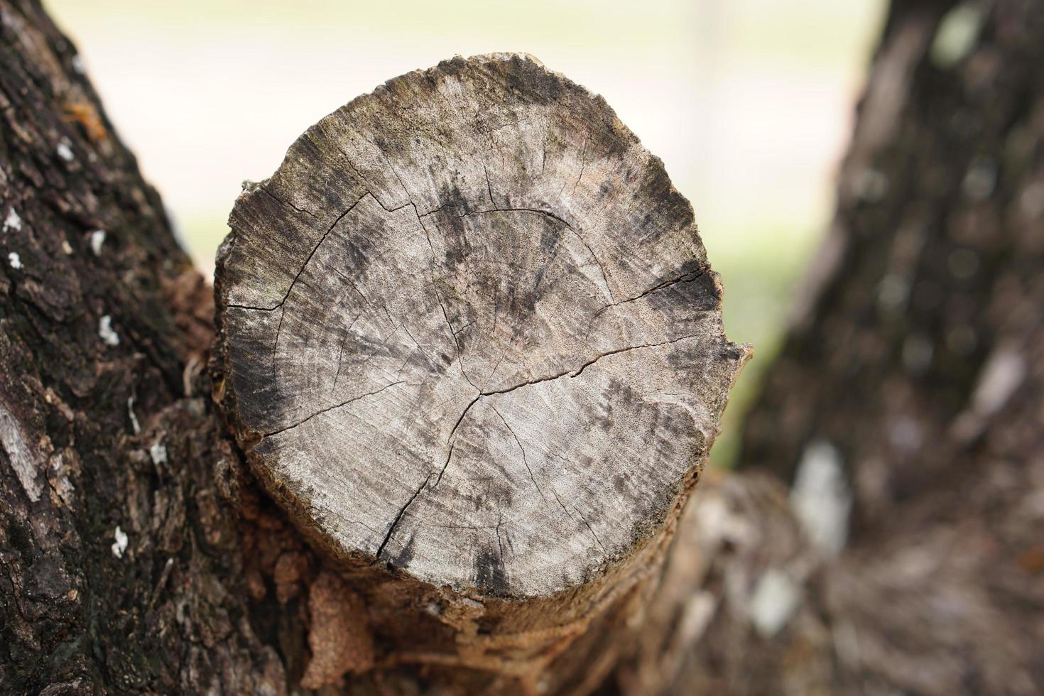 cortar tronco de árvore na floresta foto