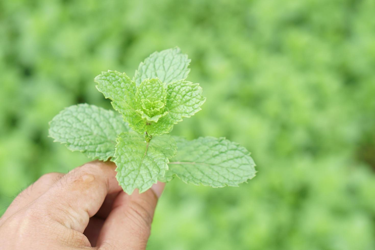 as mãos tocam as árvores de hortelã da cozinha, hortelã do pântano ou melissa officinalis foto