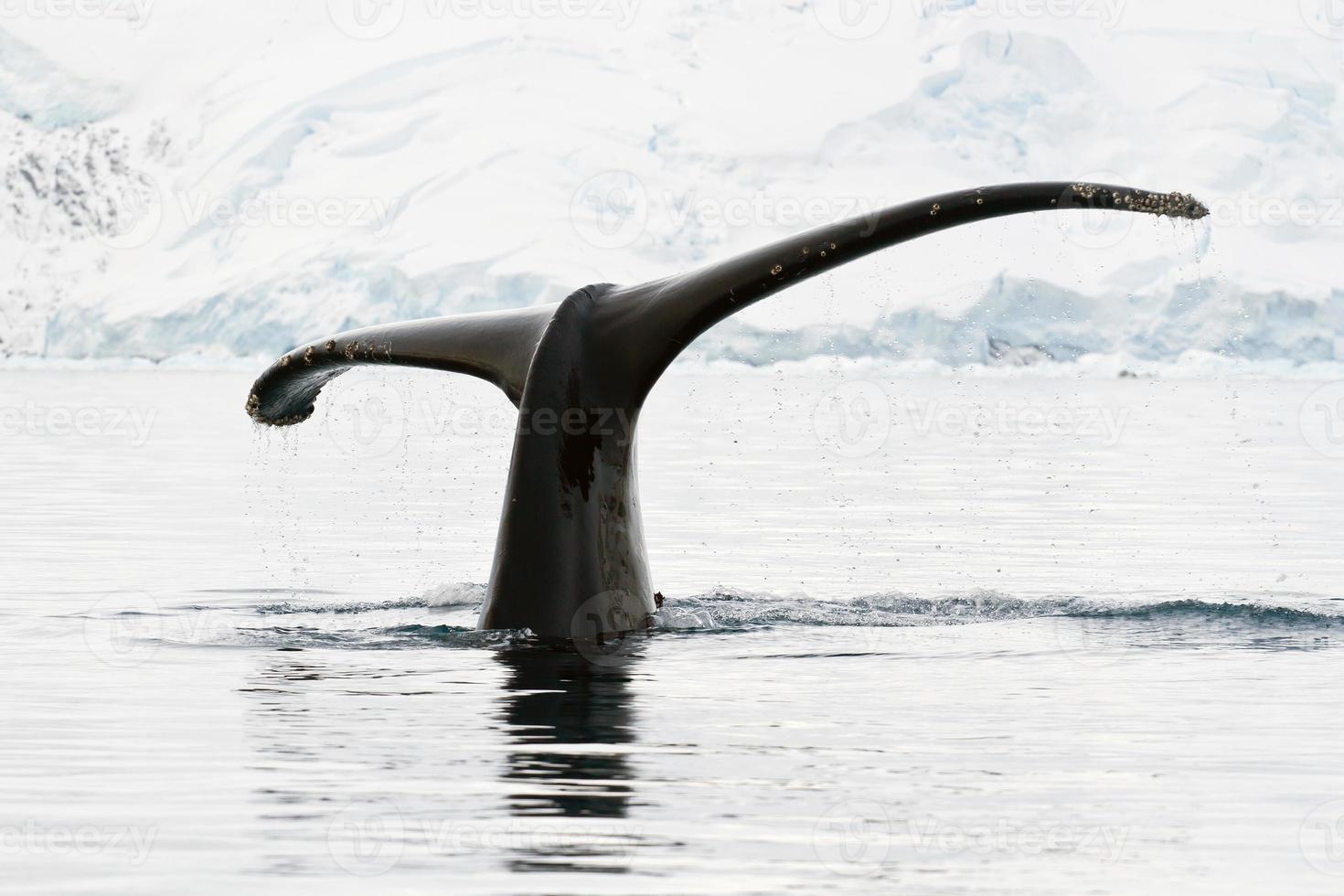 baleia-jubarte em águas antárticas foto