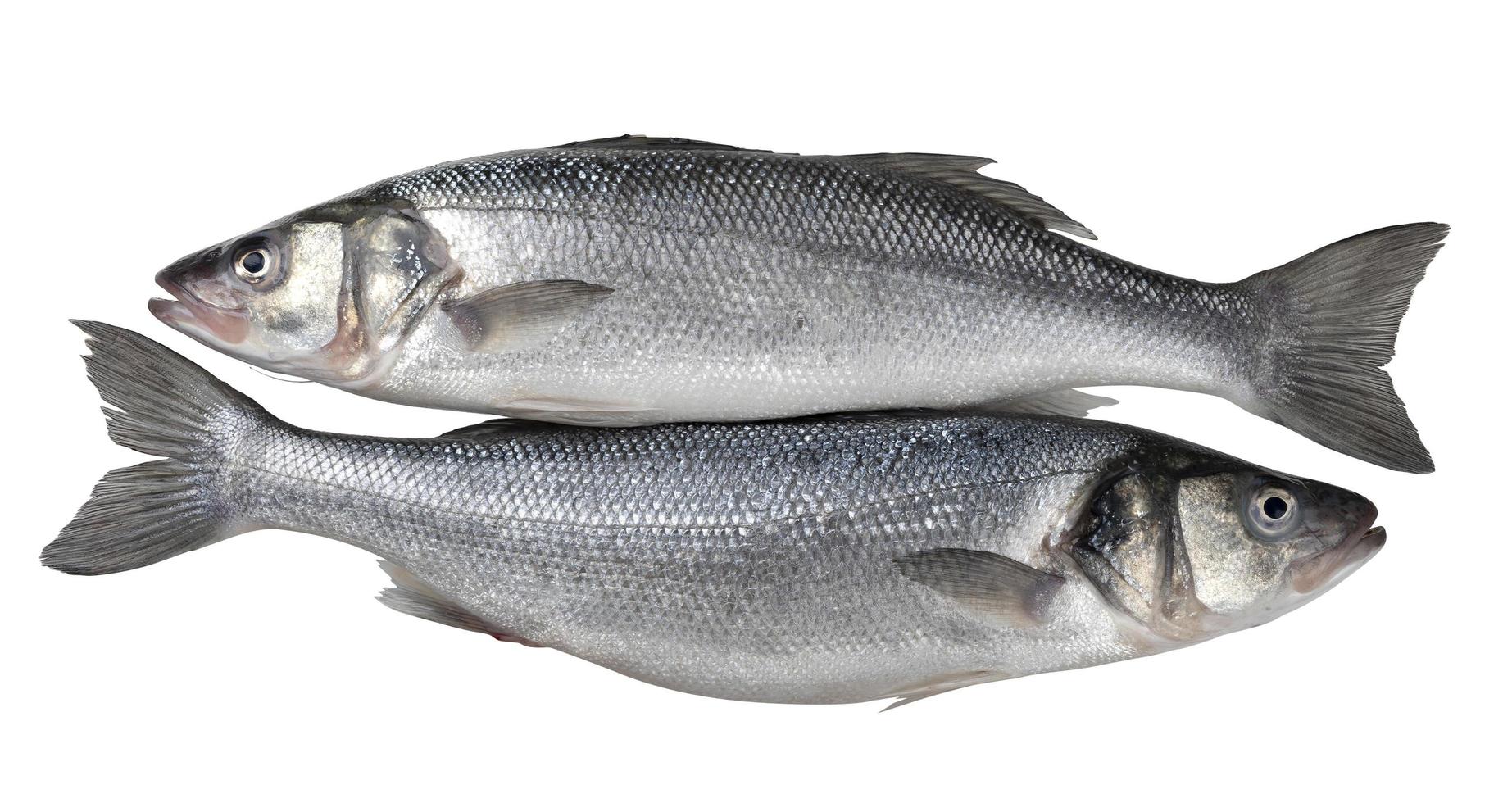dois peixes de robalo frescos isolados no fundo branco foto